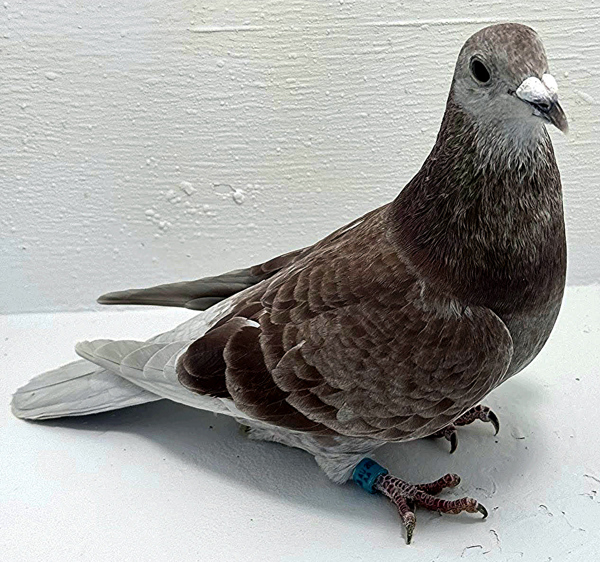 Band: AU 41482 AA 2025